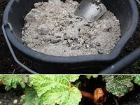 Using wood ashes in the garden