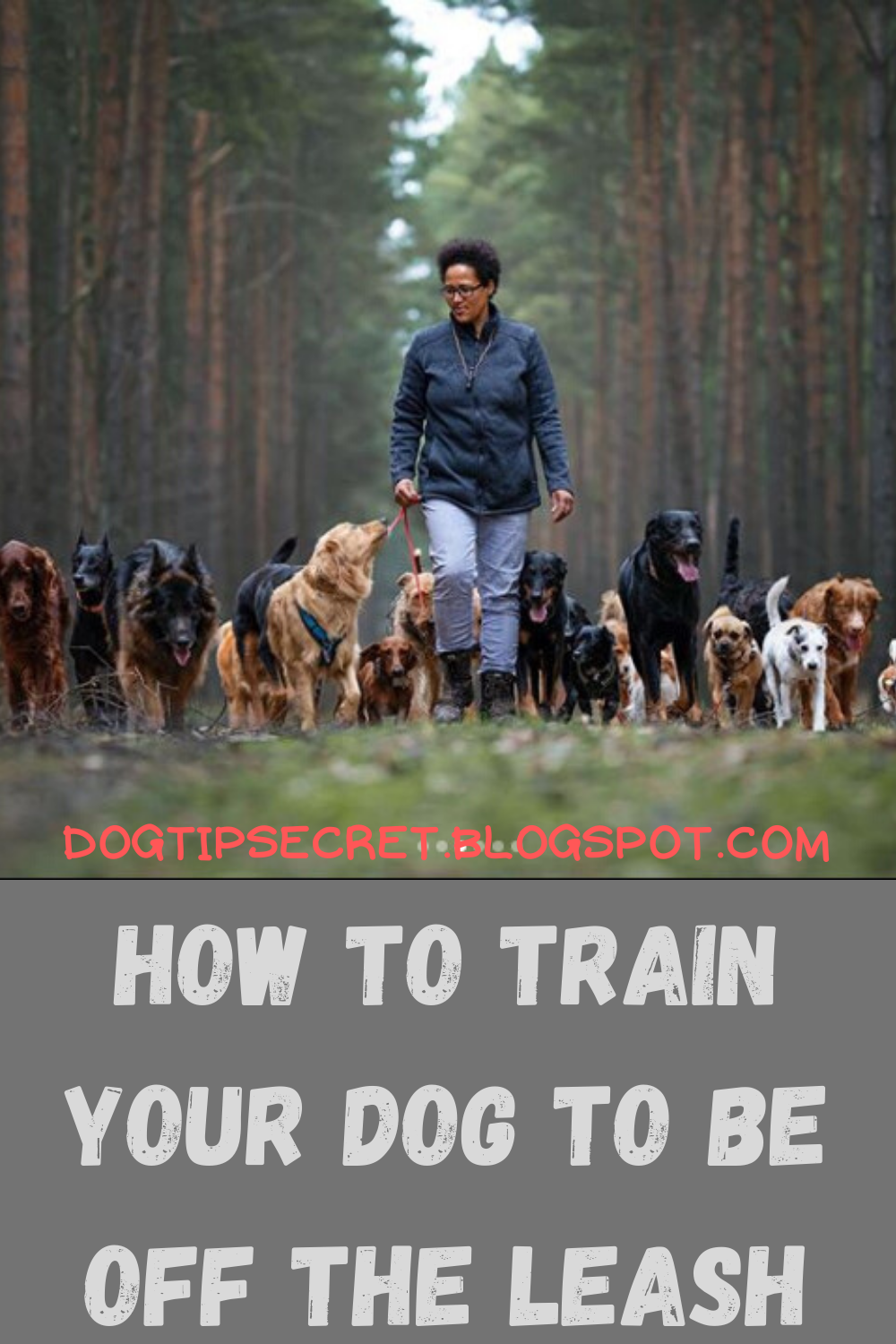 How to Train Your Dog to Be off the Leash Dog Tips Dog Tips Secret