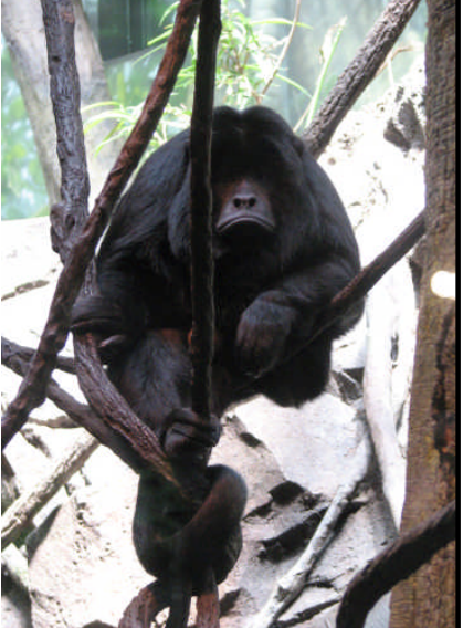 Fun Facts-Black Howler Monkey