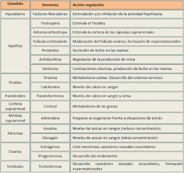 Sistema endocrino