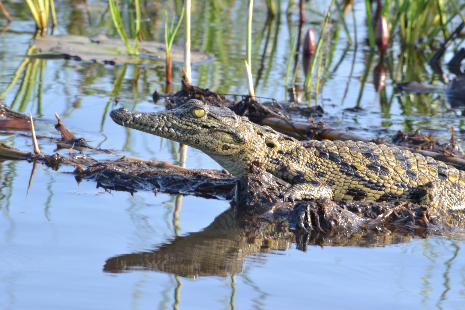 Día 5: Delta del Okavango - Botswana y Cataratas Victoria. Viaje por libre de 19 dias (1)