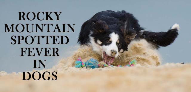 rocky mountain spotted fever in dogs rocky mountain spotted fever in dogs