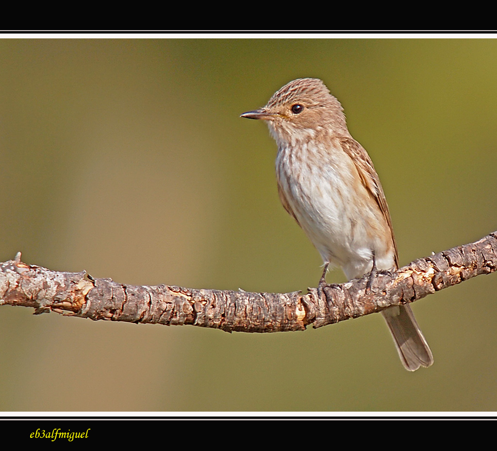 Miguel fotografia: Papamoscas Gris (Muscicapa striata)
