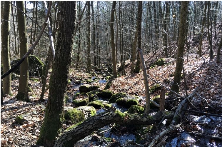 Rast am Bach - Eberbach Bachlauf Odenwald