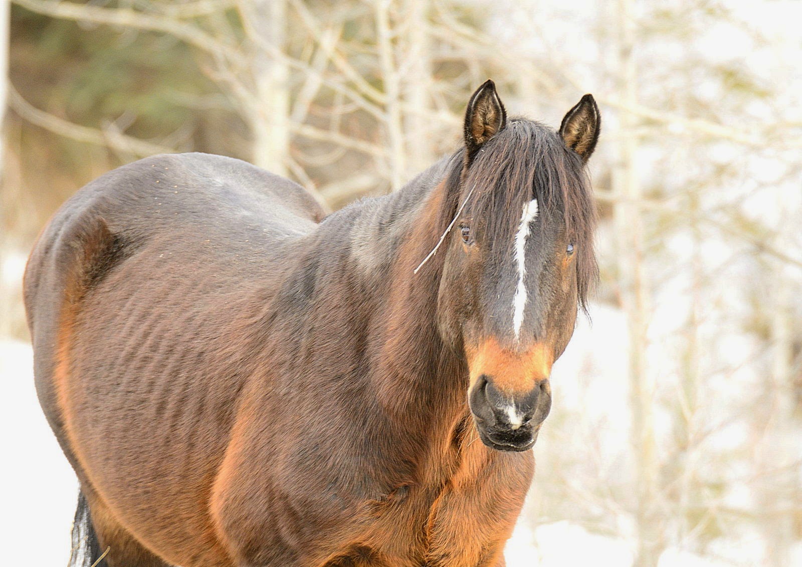 Turbo's Track and Photo Tour Waxwings, Wild Horses, Great Grey Owl