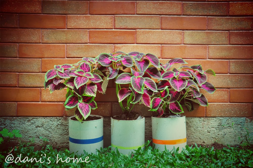 Dani s Home DIY Pot  Bunga  dari Kaleng Bekas