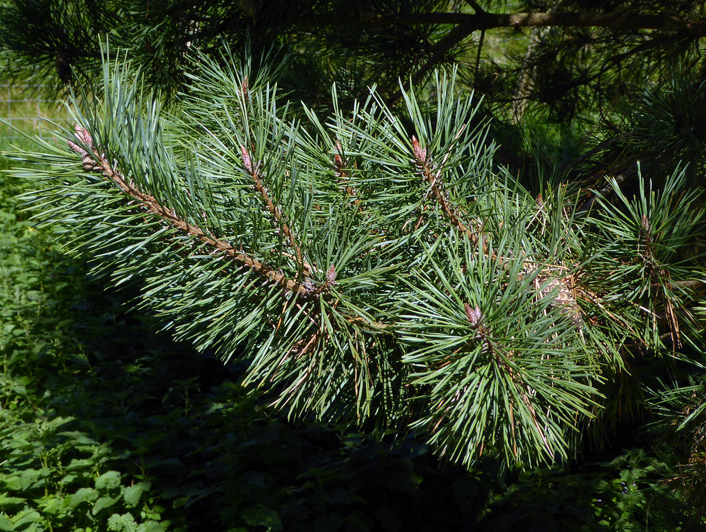 Pinus Thunbergii Japanese Black Pine Care And Cultivation