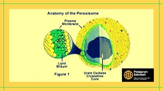 Struktur Sel Tumbuhan Dan Fungsinya