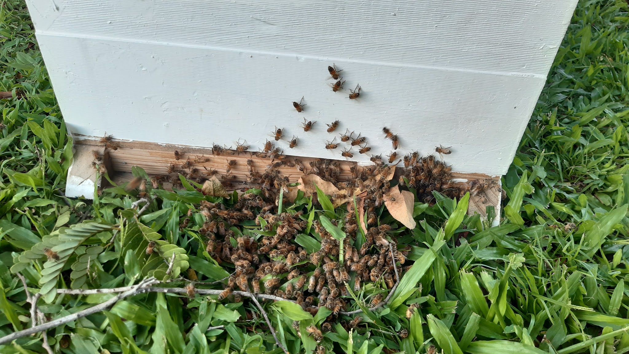 NT Beehives (Darwin) Top Bar and Langstroth Wild hive collection