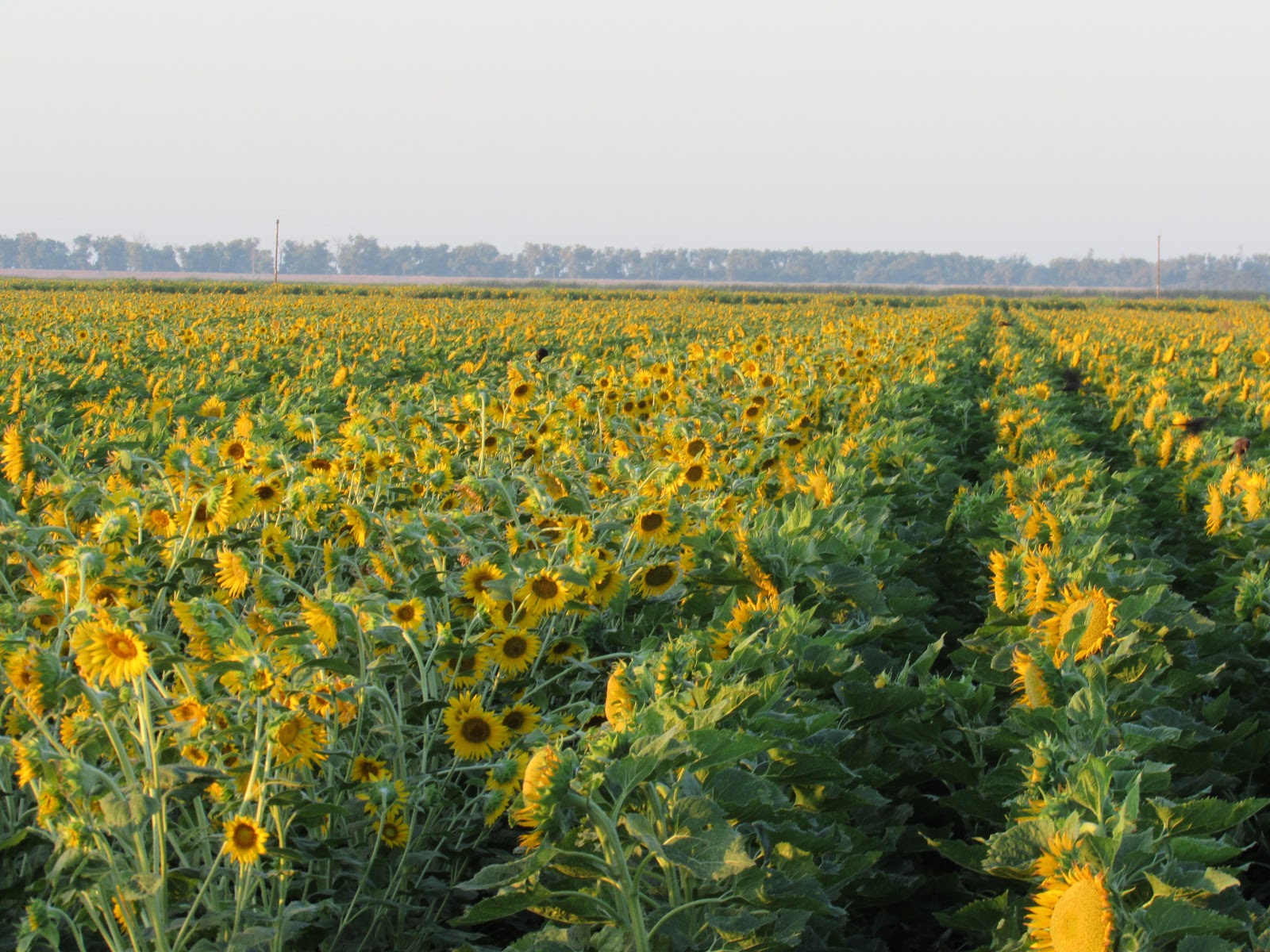 Wings and Daydreams Birding in Sutter County ☼ Sunflowers Galore