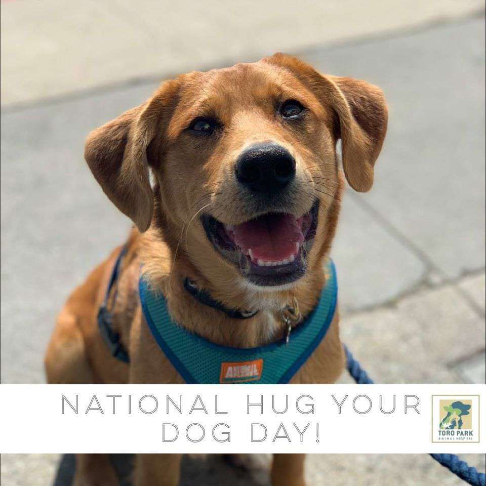 National Hug Your Dog Day Wishes Images Whatsapp Images