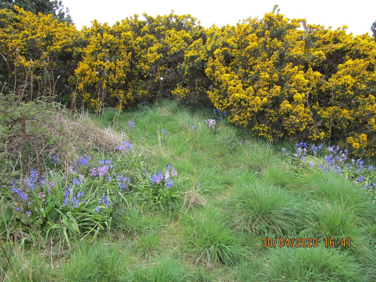 Our Golden Network The Gorse is in Bloom!