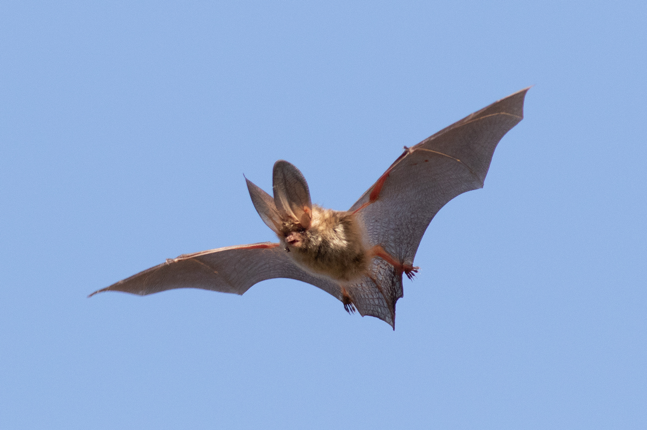 Wright's Wanderings Longeared Bat, Scotland, Spring.