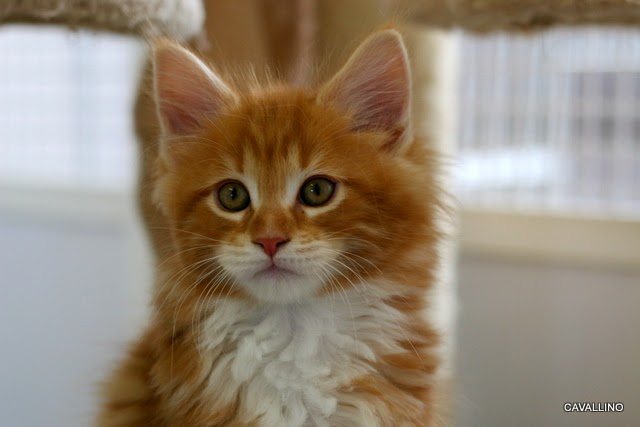 Cavallino 猫 ねこ ネコ ウーロン茶の成長記録 卒業