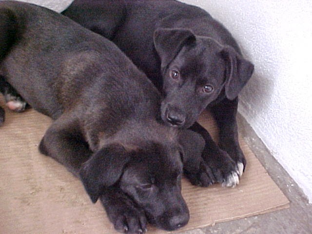 Sansão e Dalila filhotes