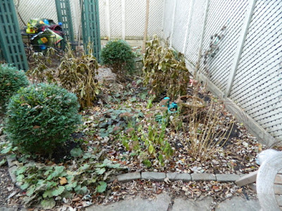 Cabbagetown Fall Cleanup Backyard Before by Paul Jung Gardening Services Inc.--a Toronto Gardening Company Cabbagetown Fall Cleanup Backyard Before by Paul Jung Gardening Services Inc.--a Toronto Gardening Company
