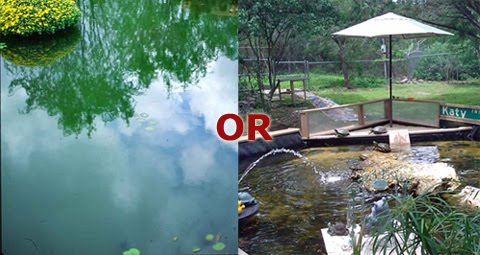 Green or Clear Pond
