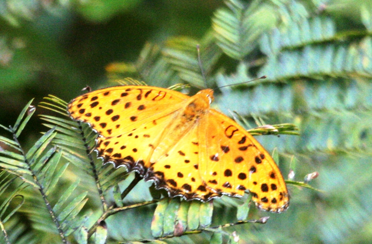 Snowy Owl Lost: Butterflies of Korea - Part III (Suncheon 2015)