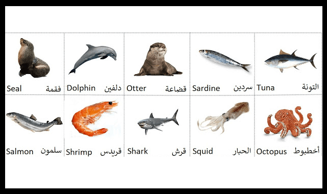 اسماء الحيوانات البحرية بالانجليزية