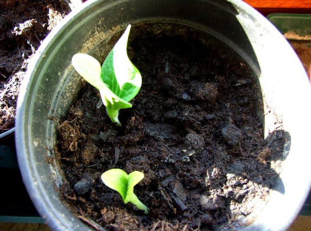 Unterwegs im Garten: Zucchini pflanzen. Ich zeige Euch auf Küstenkidsunterwegs, wie Ihr aus Samen ganz leicht und einfach Zucchini zieht! Zucchini lassen sich auch mit Kindern wunderbar anbauen, auch im Kübel auf Terrasse und Balkon, und schmecken eigentlich jedem.