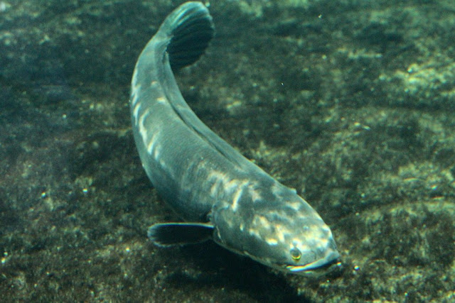 Рыба змееголов (Channa argus)