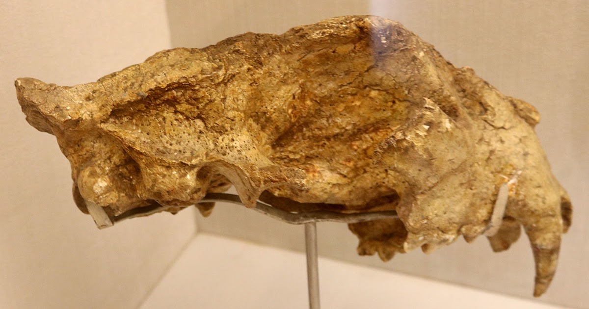 Louisville Fossils and Beyond Cranium Fossil of a "Tuscany lion"