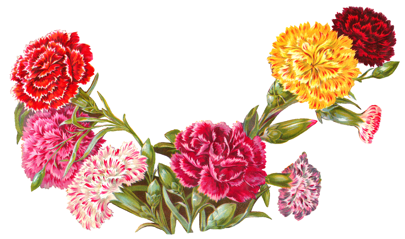 clip art carnation flower - photo #50