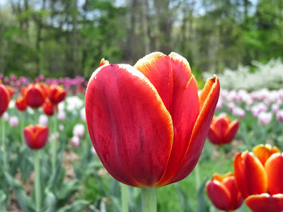 Photo of Family Getaway - The Dow Gardens, Midland 11/17 by Saakshi Kumar