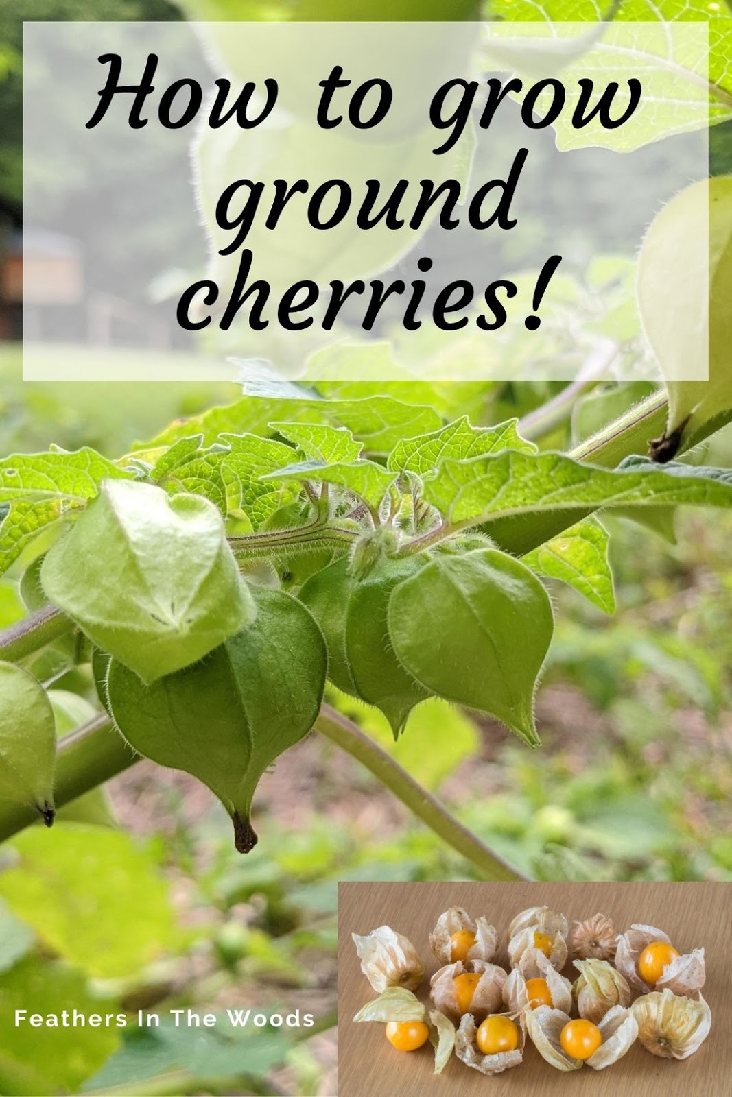 Have you grown ground cherries yet? Feathers in the woods