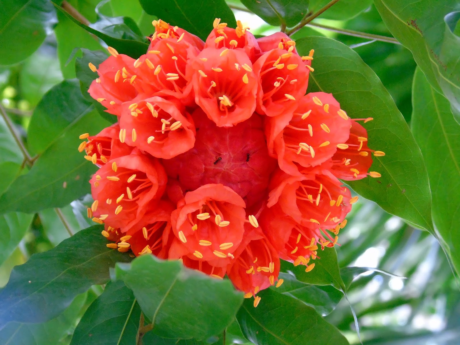 Rosa-da-montanha (Brownea grandiceps Jacq.) | A planta da vez