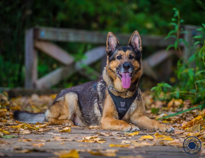 Vancouver Police Canine Unit Released Their 2019 Charity Calendar, And The Photos Are Awesome