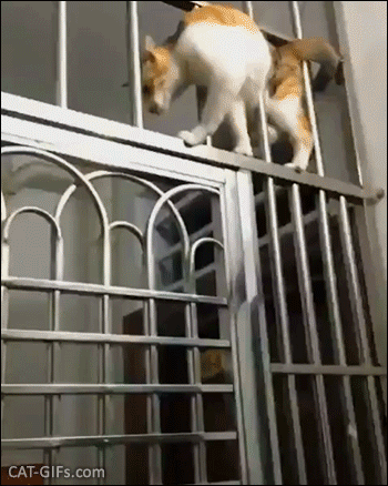 Amazing Cat GIF • He walks everywhere and keeps the balance! Proof that cats are a solid form of liquid. Amazing Cat GIF • He walks everywhere and keeps the balance! Proof that cats are a solid form of liquid.