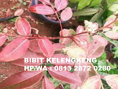 Bibit Kelengkeng Merah Bibit Kelengkeng | Bibit Kelengkeng Merah | Bibit Kelengkeng Merah Murah | Harga Bibit Kelengkeng Merah | Jual Bibit Kelengkeng Merah | Bibit Kelengkeng Aroma Durian | Bibit Lengkeng Aroma Durian | Jual Bibit Kelengkeng Aroma Durian | Bibit Kelengkeng Kristal | Bibit Kelengkeng New Kristal | Bibit Kelengkeng Itoh | Bibit Kelengkeng Itoh Super | Bibit Kelengkeng Diamond River