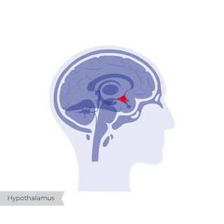 hypothalamus