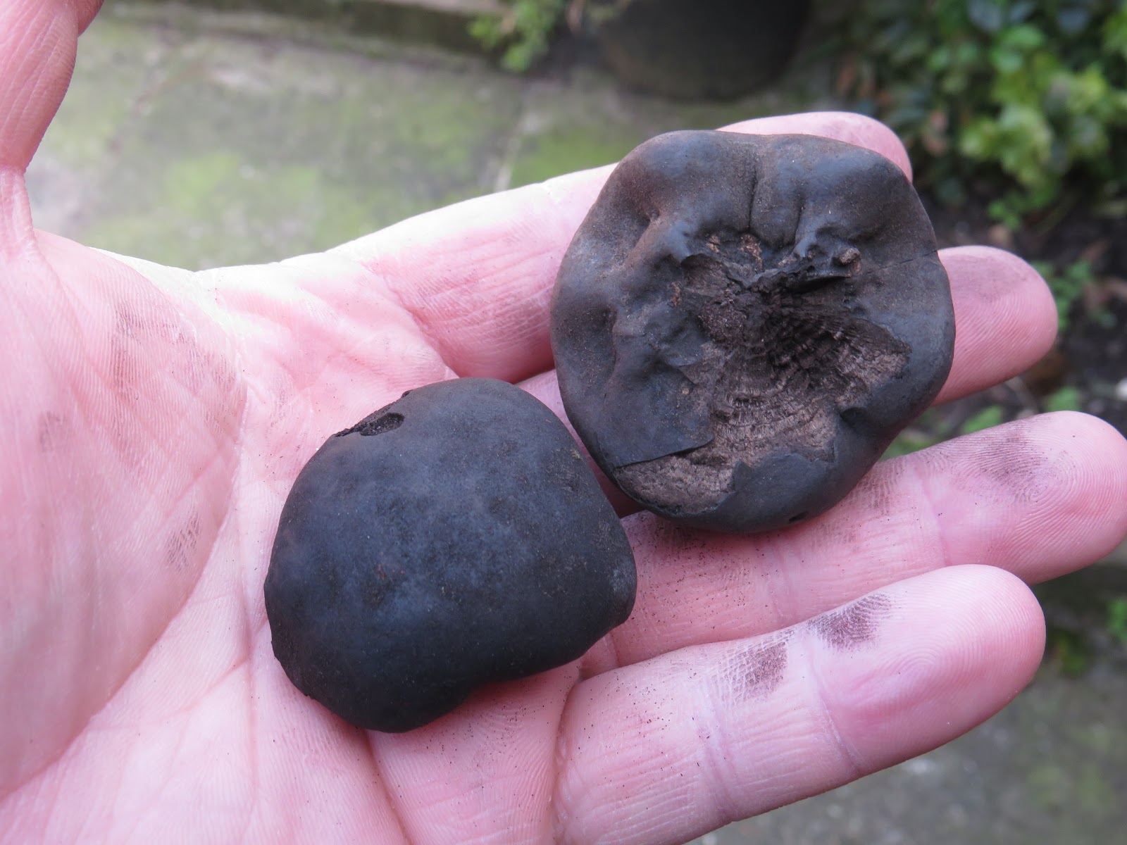 Binoculars, net and bug pots... Fungus for firestarting