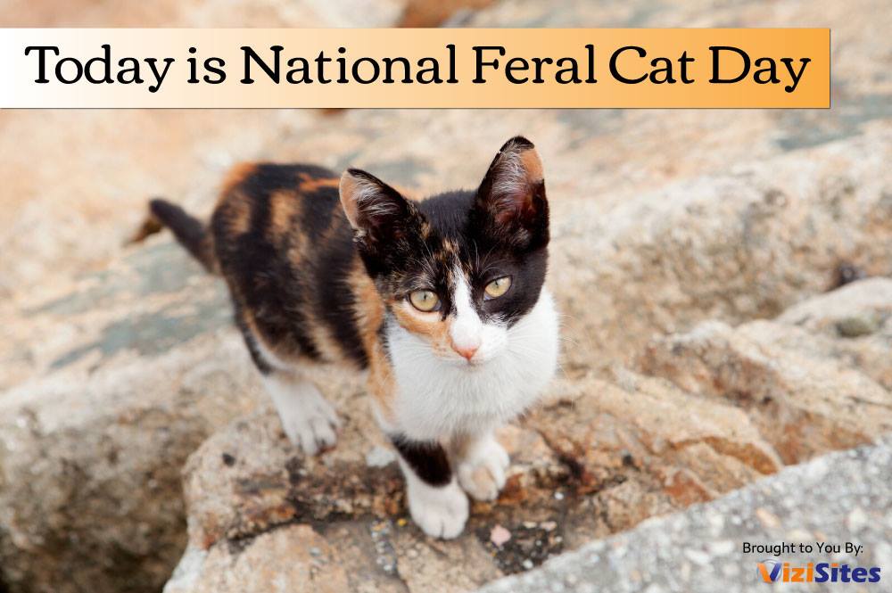 National Feral Cat Day Wishes Photos