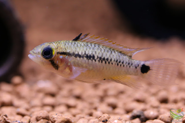 Apistogramma sp.Doppelfleck / from Rio Negro System