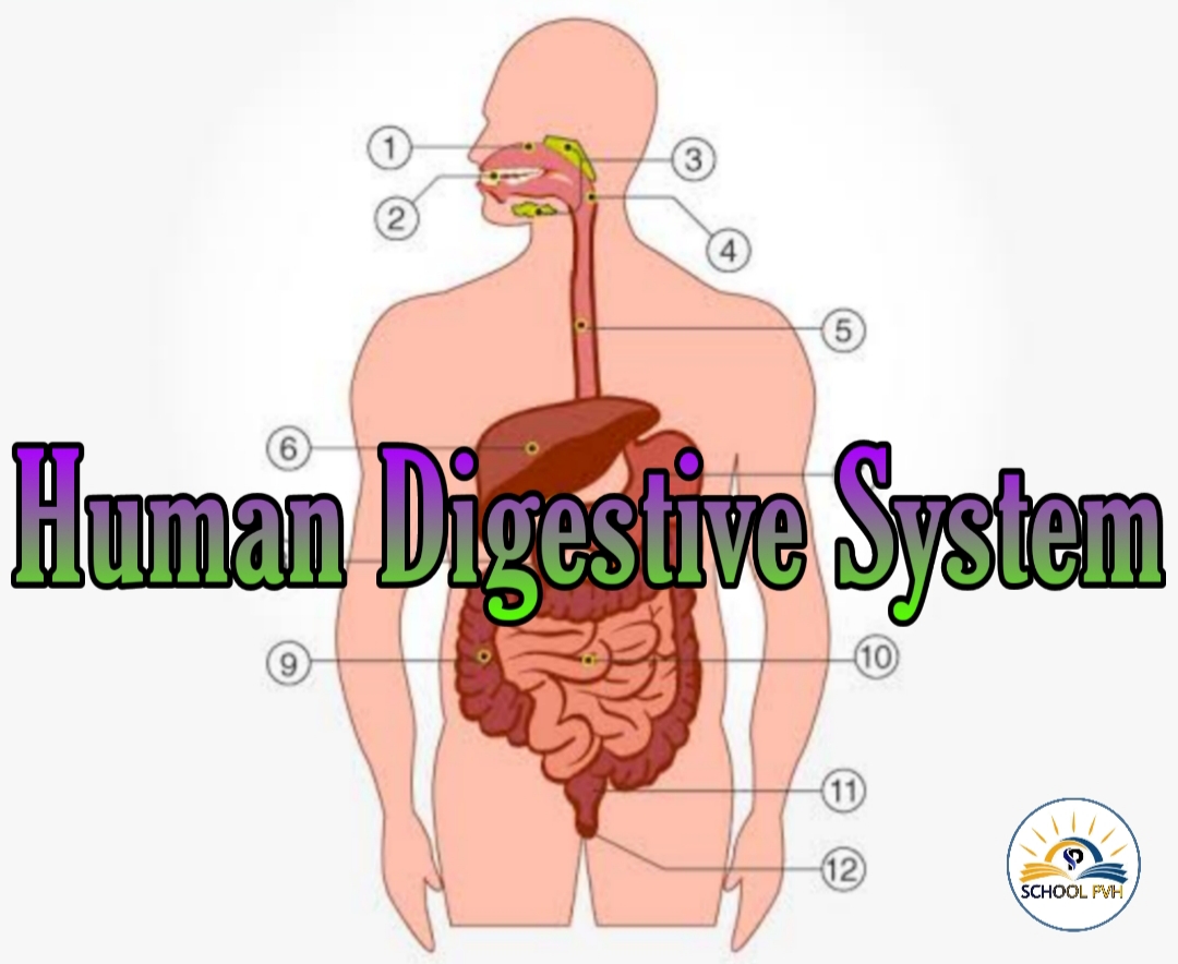 Digestive System Diagram For Grade 5