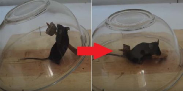 Meski Cara Lama, Trik Menangkap Tikus ini Jangan Diragukan Keampuhannya Meski Cara Lama, Trik Menangkap Tikus ini Jangan Diragukan Keampuhannya