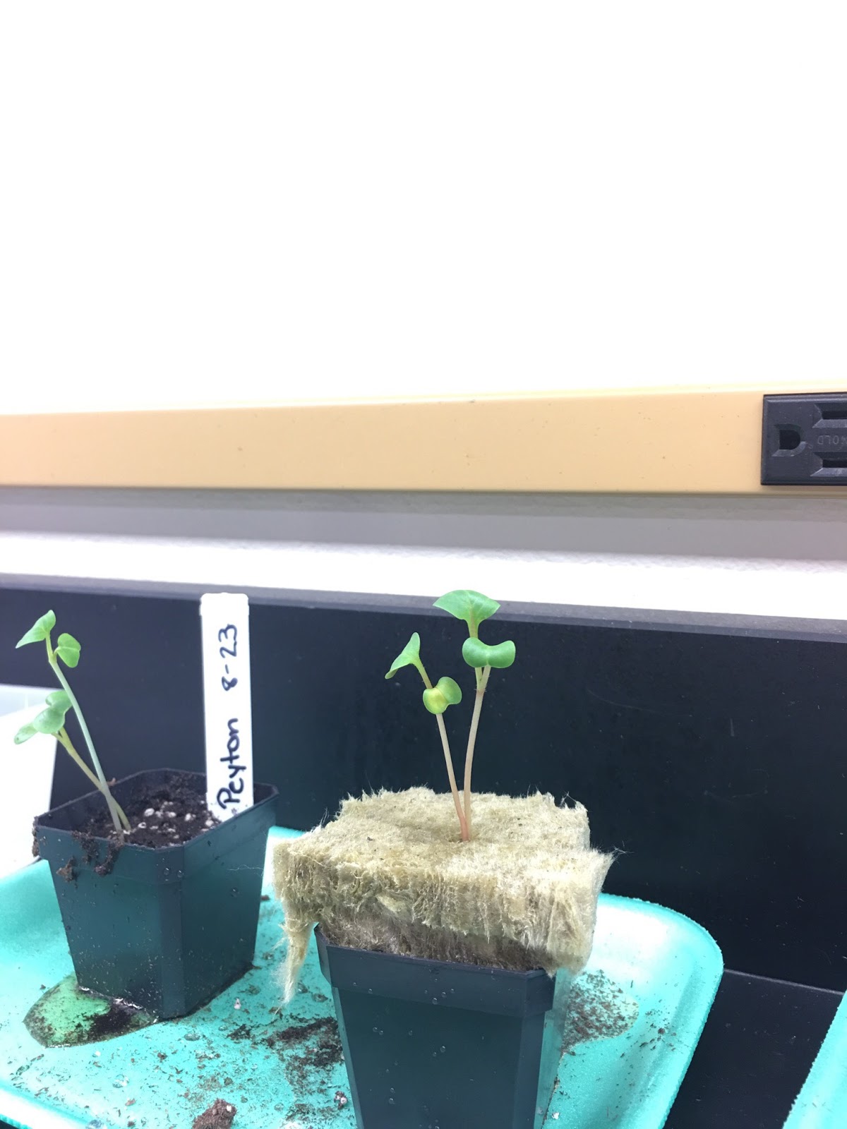 Chadron High School Blog Advanced Biology Soil Experiment