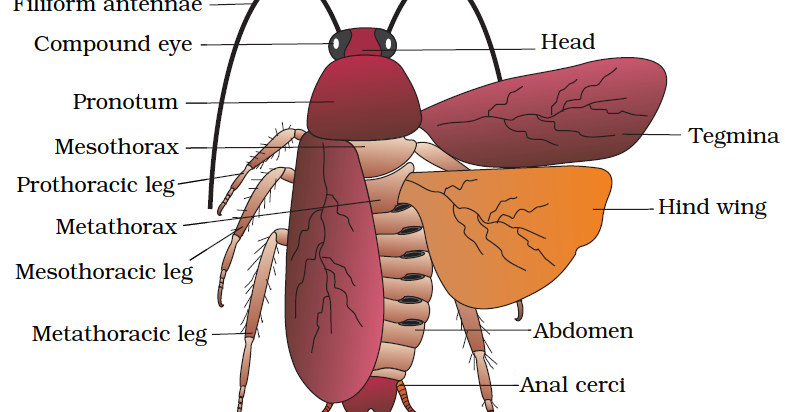 Welcome to the Living World: Structural Organisation In Animals - Notes