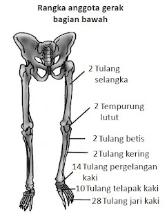 Sistem Gerak pada Manusia