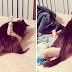 27 Guilty Pets Who Did Not Expect Their Owners To Be Home