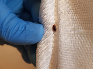 Bed bug on mattress for what do bed bugs look like?