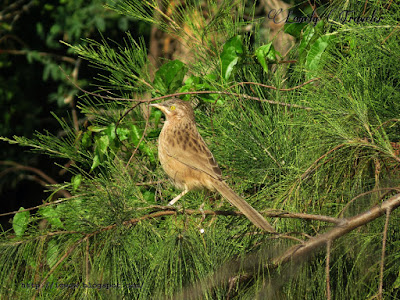 Striated babbler - Turdoides earlei