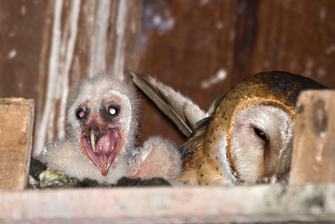 Baby Barn Owl Images