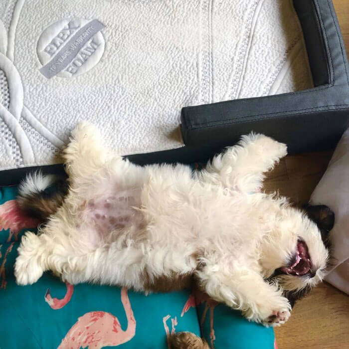 30 Hilariously Adorably Pictures Of Puppy Sleeping As If She Was 'Turned Off' 30 Hilariously Adorably Pictures Of Puppy Sleeping As If She Was 'Turned Off'