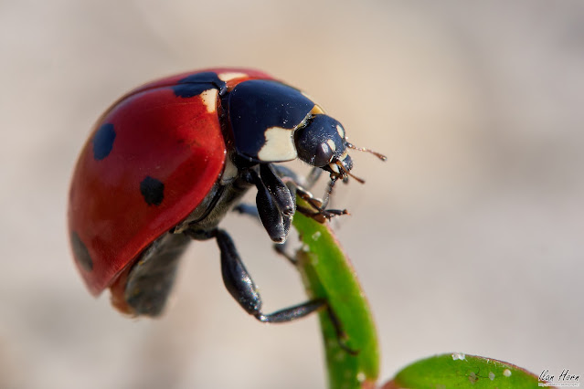Ladybug Closeup