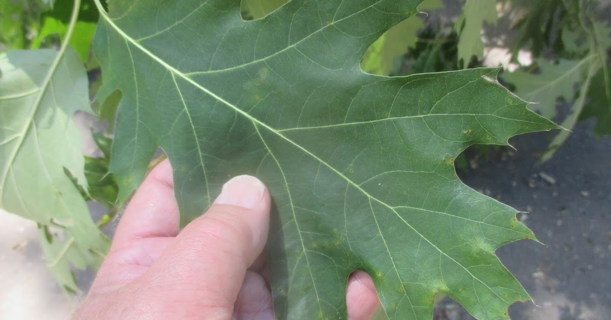 Art's Bayfield Almanac RED OAK ROOT AND BUTT ROT