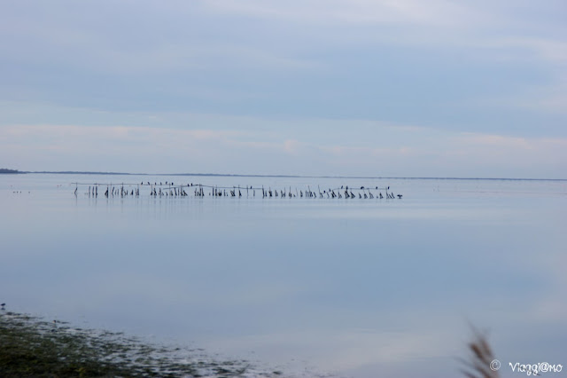Vari volatili ospiti dell'Etang de Vaccares